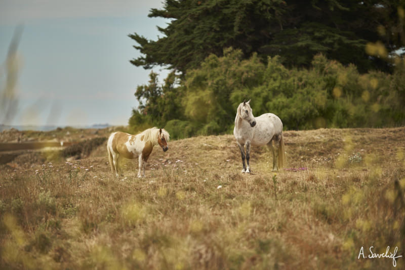 Chevaux sur la lande, en Bretagne