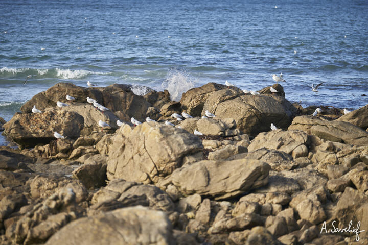 Colonie de mouettes sur les rochers, en Bretagne, devant les flots de l’Océan