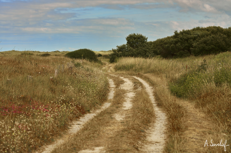 Chemin dans la lande, sur la côte en Bretagne