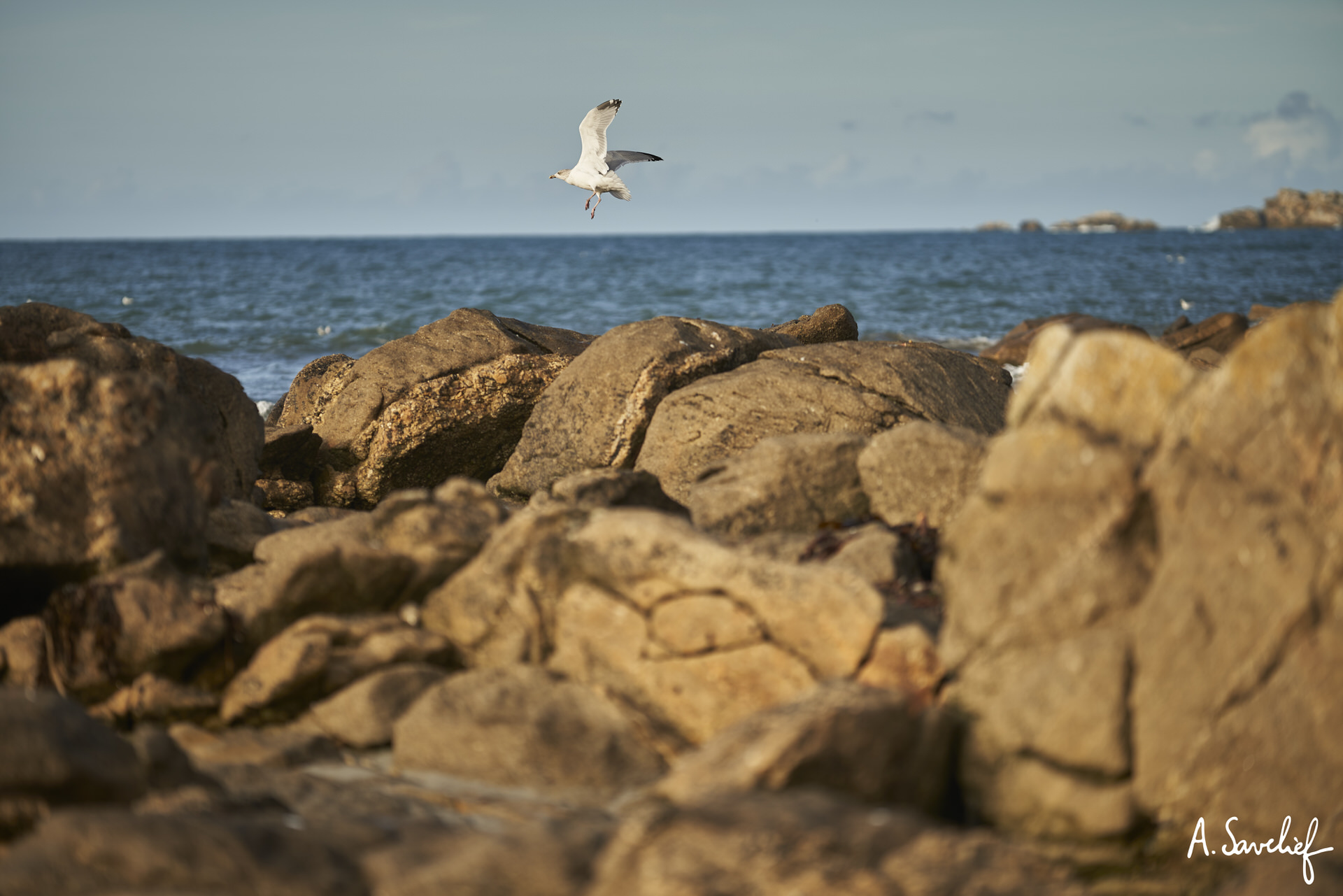 Côte de Bretagne : soleil, mer, rochers et mouette prenant son envol