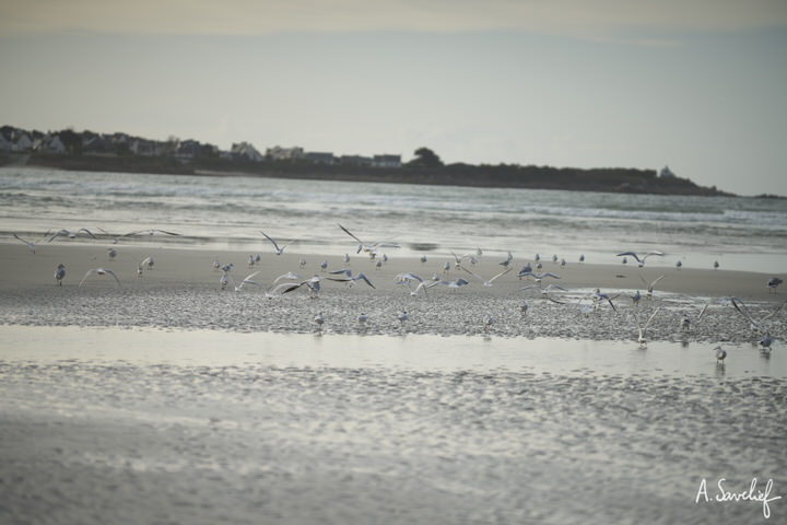 Mouettes prenant leur envol, sur une plage en Bretagne