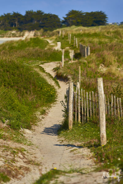 Sentier sablonneux serpentant à travers la lande marine, sur la côte de Bretagne